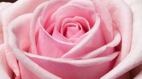 LA ROSA, L'ARCHETIPO DEL SE'